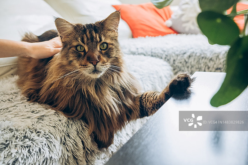 沙发上的缅因猫图片素材