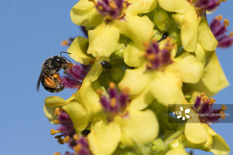 瑞士索洛图恩，熊蜂从黑药毛蕊花上采集花粉图片素材