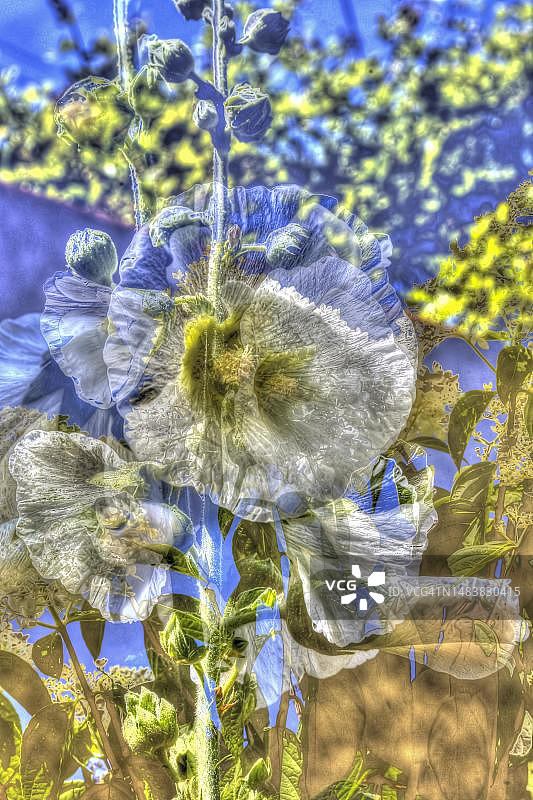 德国锦葵花卉创意艺术摄影，白色花朵，花卉植物混合图片素材