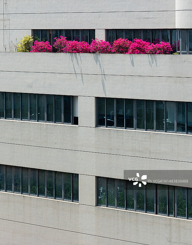城市建筑上种植的鲜花图片素材
