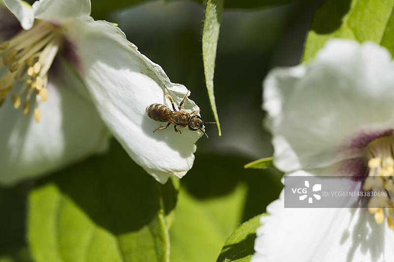 瑞士，锦葵上的金色哈里克图斯蜜蜂图片素材
