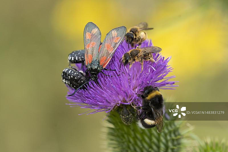 昆虫多样性：黄腿沟蜂、熊蜂、六点金蝶、哭泣玫瑰金龟、厚嘴象鼻虫在刺蓟上图片素材