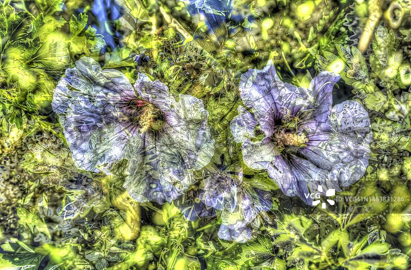 花卉创意艺术照，芙蓉花，紫色花朵图片素材