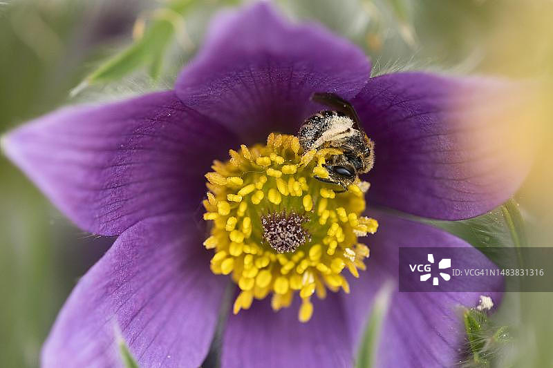 瑞士索洛图恩，一只汗蜂咬开花药，露出花粉图片素材