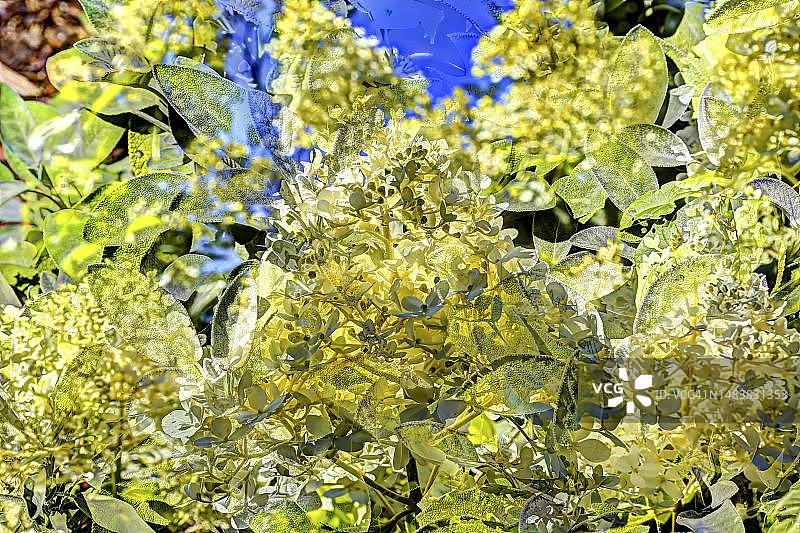 创意鲜花艺术摄影：白色雪球花，鲜花混搭，植物，德国图片素材