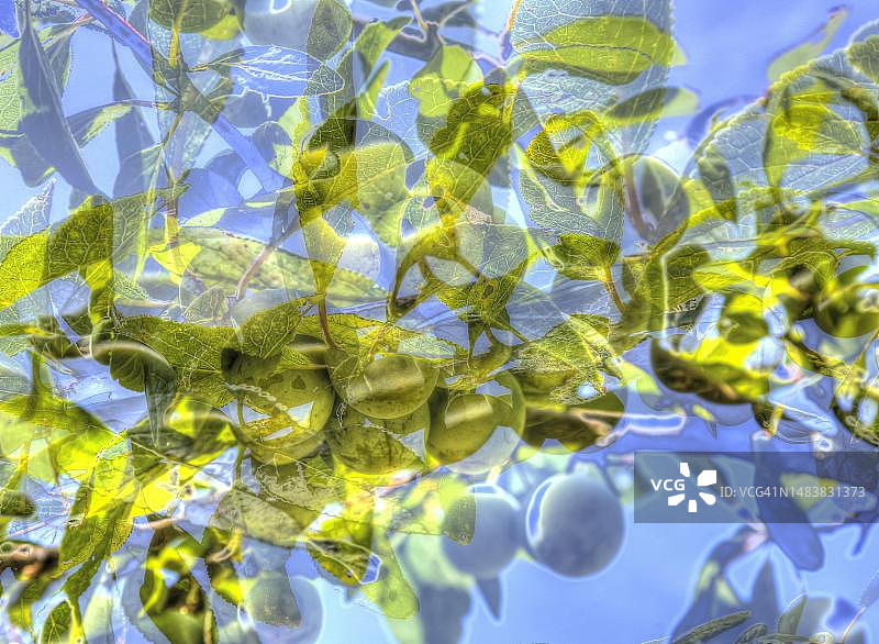 李子树叶创意摄影图片素材