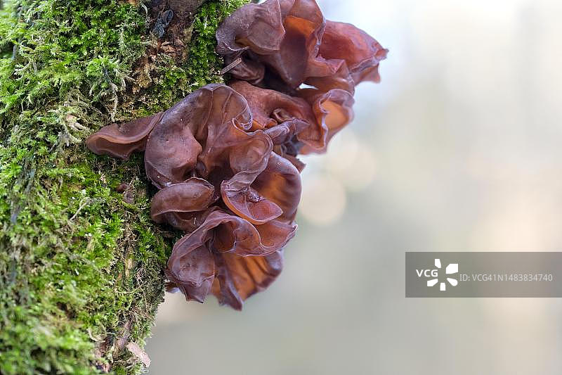 木耳，与树干上的苔藓一起生长，德国北莱茵-威斯特法伦州费尔贝特图片素材