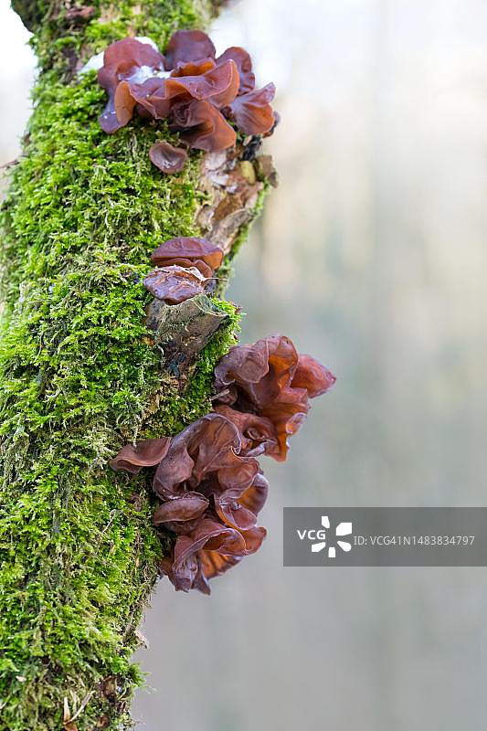 木耳，与树干上的苔藓一起生长，德国北莱茵-威斯特法伦州费尔贝特图片素材