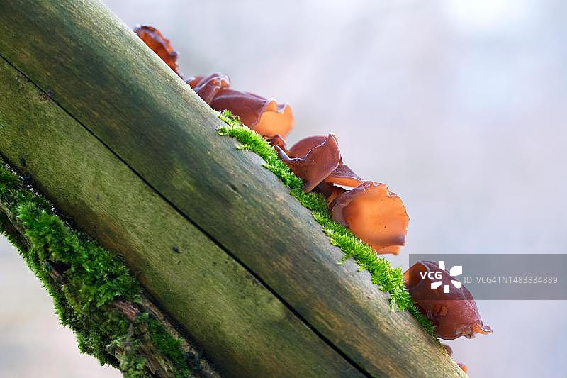 阳光下与树干苔藓一起生长的木耳，德国北莱茵-威斯特法伦州韦尔伯特图片素材