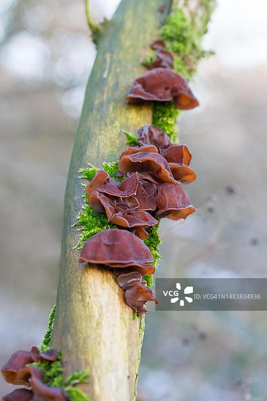 木耳，与树干上的苔藓一起生长，德国北莱茵-威斯特法伦州费尔贝特图片素材