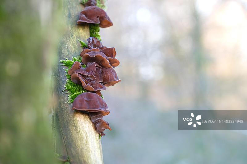 木耳，与树干上的苔藓一起生长，德国北莱茵-威斯特法伦州费尔贝特图片素材