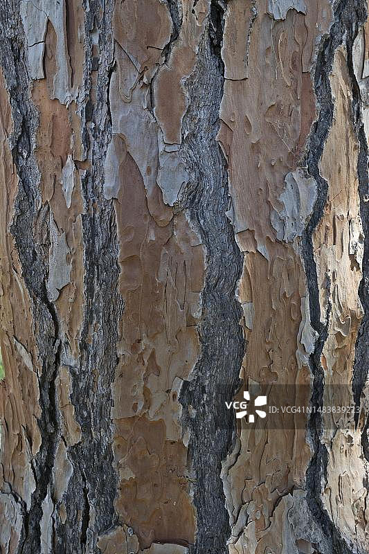 西班牙安达卢西亚的松树皮图片素材