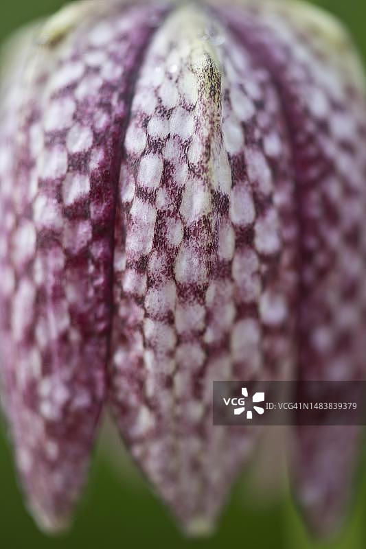 贝母，德国下萨克森州埃姆斯兰图片素材