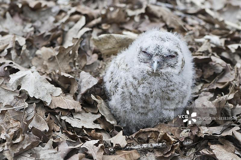 幼年黄褐色猫头鹰，德国下萨克森州埃姆斯兰图片素材