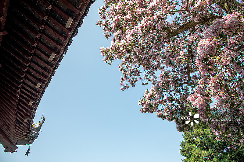 盛开的中国梓树与屋檐图片素材