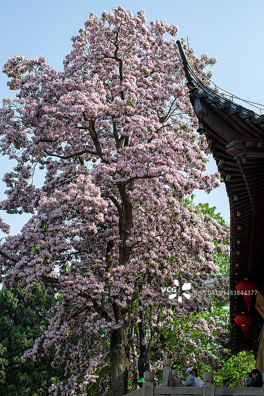 盛开的中国梓树与屋檐图片素材