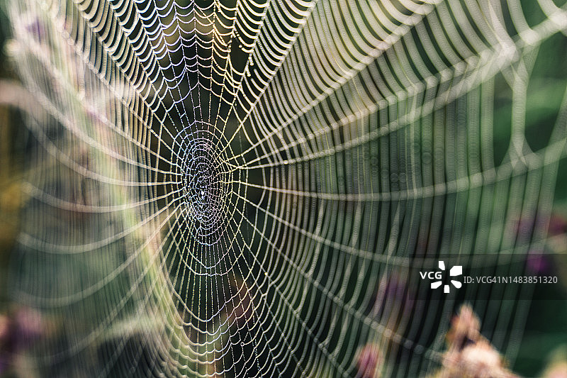 带有露珠的蜘蛛网特写图片素材