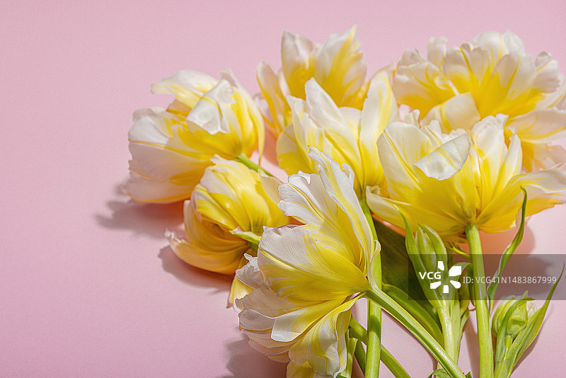 淡粉色背景上的新鲜郁金香，母亲节或情人节节日概念图片素材