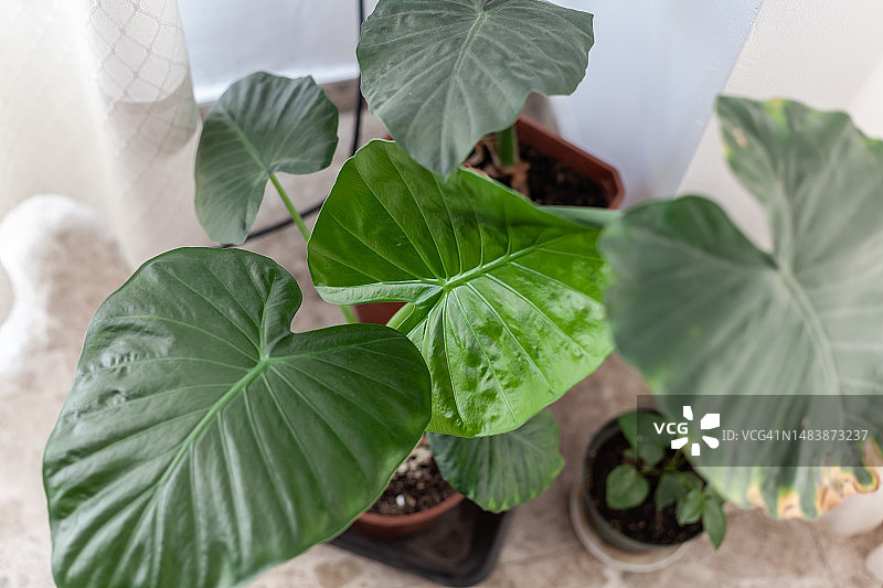 热带植物：海芋图片素材