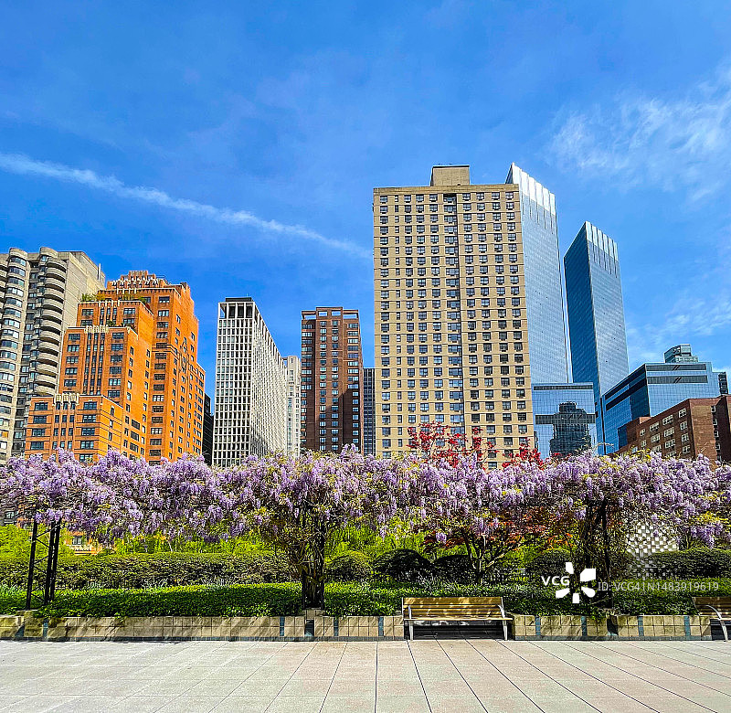 纽约盛开的紫藤花图片素材