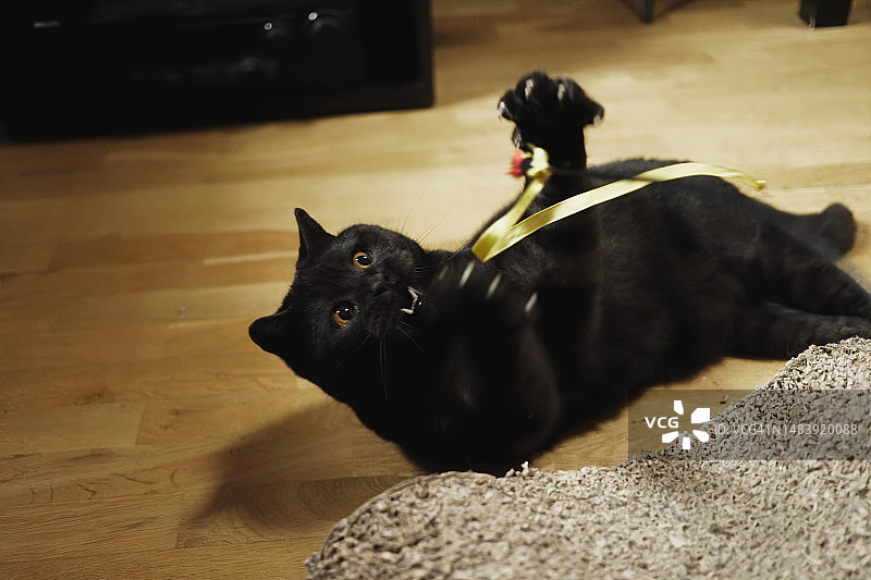 地板上的大黑猫图片素材