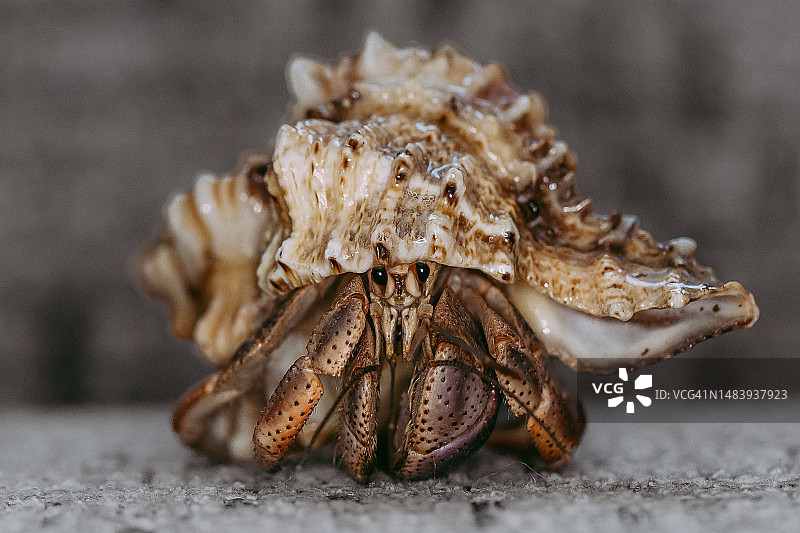 寄居蟹图片素材