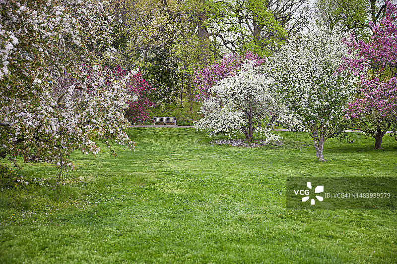 美丽花园里的樱花图片素材