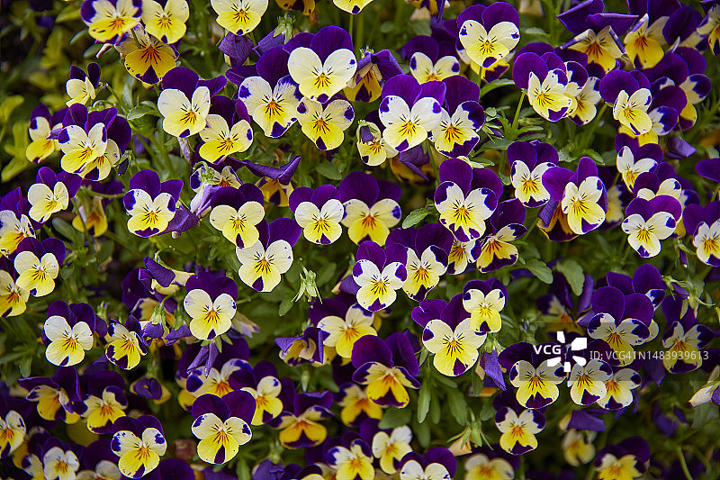 三色堇图片素材