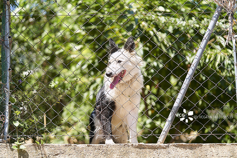 坐在铁丝网后面的小狗人像图片素材