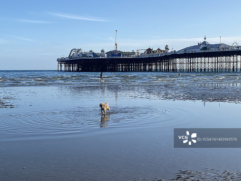 在布莱顿海滩码头前浅水中玩耍的可爱小狗图片素材