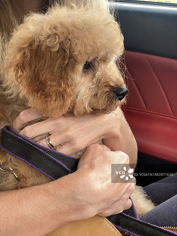 车里，可爱的蓬松幼犬坐在女人腿上，混血犬被女人抱在怀里。2022年8月，在英国，可爱的杏色卡瓦普犬在美容后回家图片素材