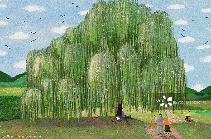 柳树，树木，季节，风景，森林，绿色图片素材