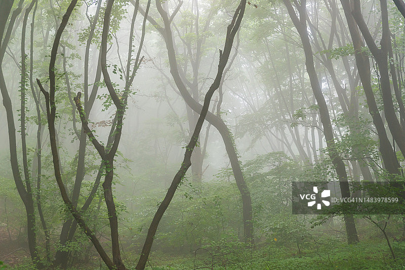 马尼桑夏季景观图片素材