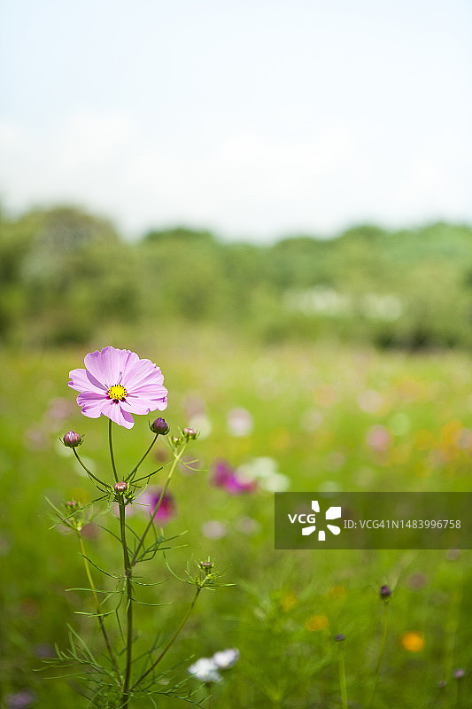 照片，图像，对象，背景图片素材