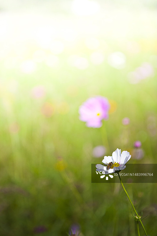 照片，图像，对象，背景图片素材