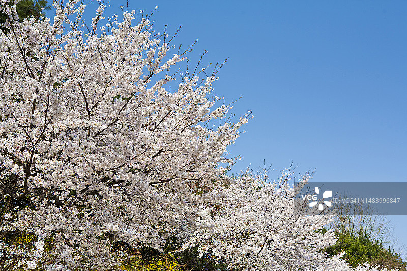照片，图像，对象，背景图片素材