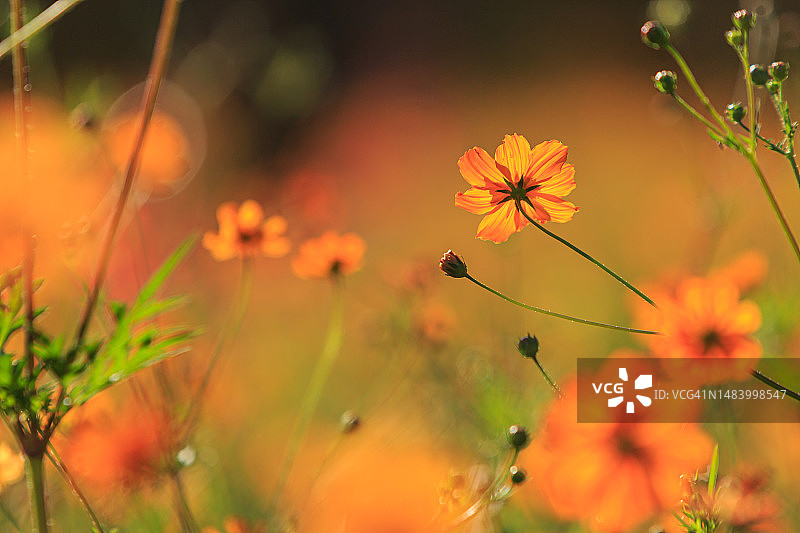 奥林匹克公园，奥林匹克路，松坡区，首尔图片素材