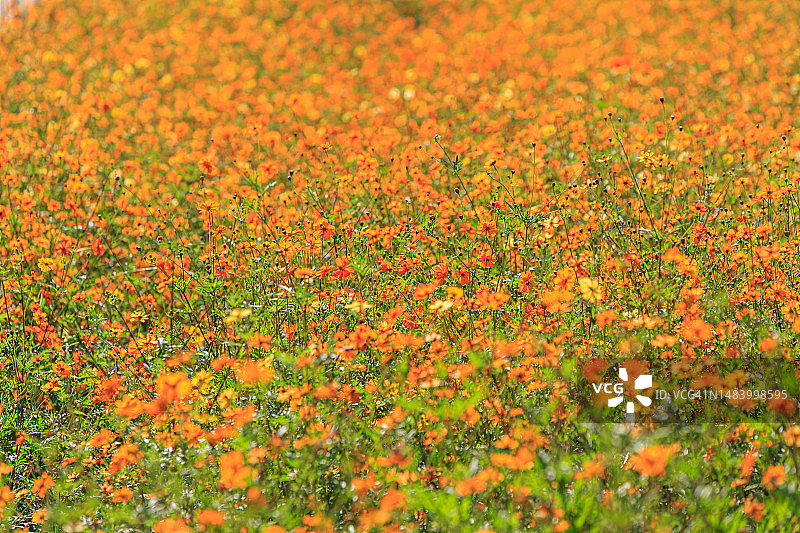 奥林匹克公园，奥林匹克路，松坡区，首尔图片素材
