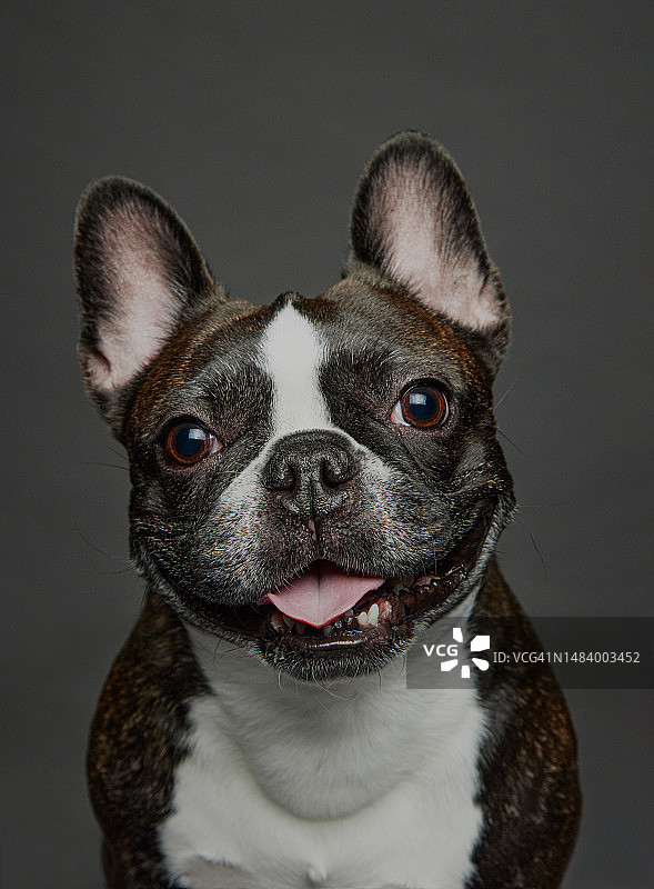 法国斗牛犬图片素材