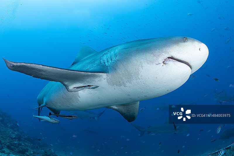 加勒比海礁鲨在珊瑚礁上游动图片素材