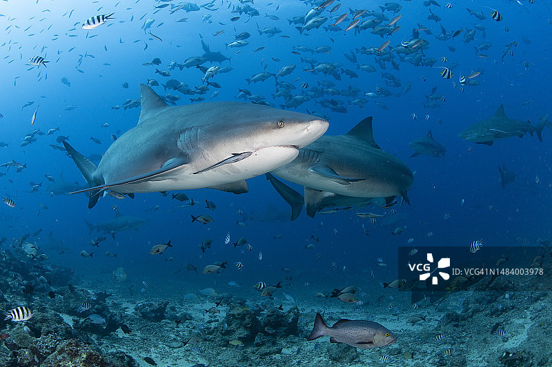 公牛鲨在小鱼群中穿梭图片素材