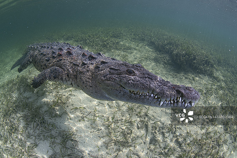 美洲鳄鱼与海草图片素材