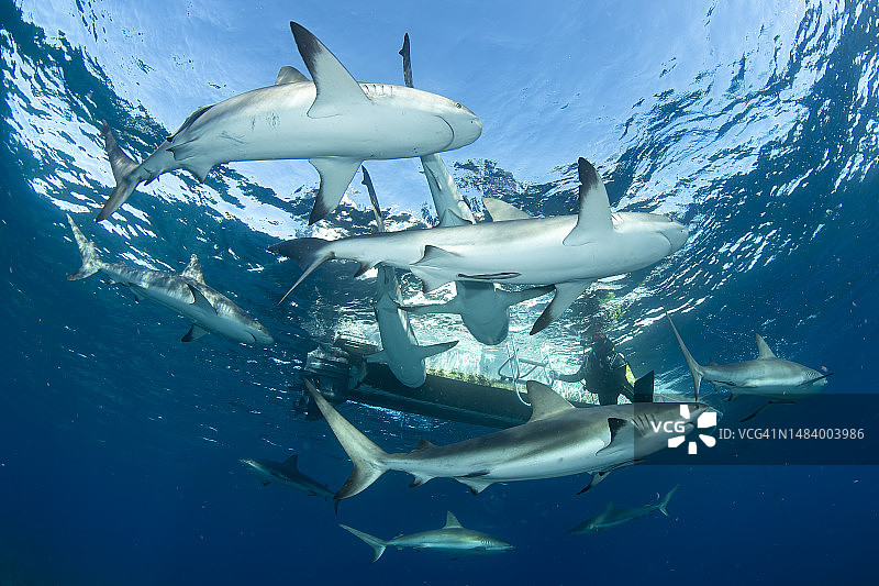 加勒比海礁鲨在潜水船周围颤抖图片素材