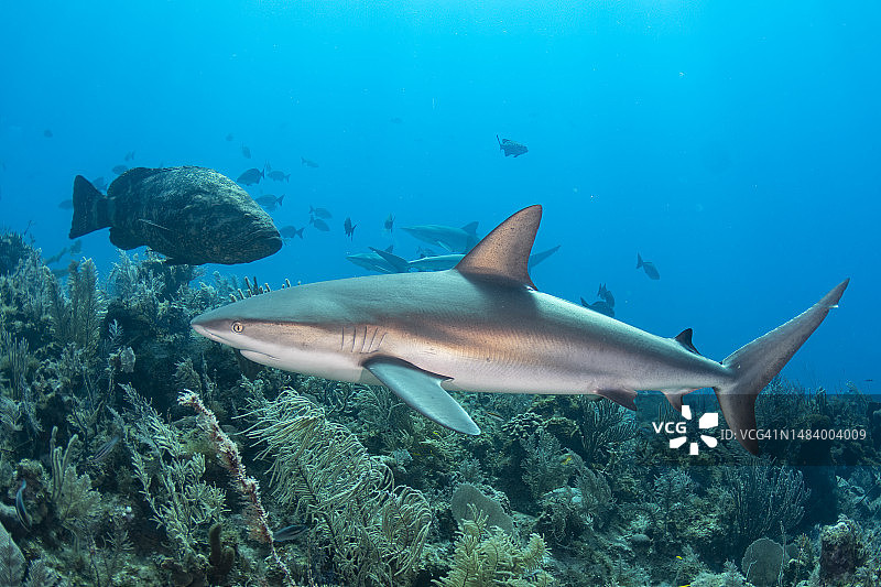 加勒比海礁鲨在珊瑚礁上游动图片素材