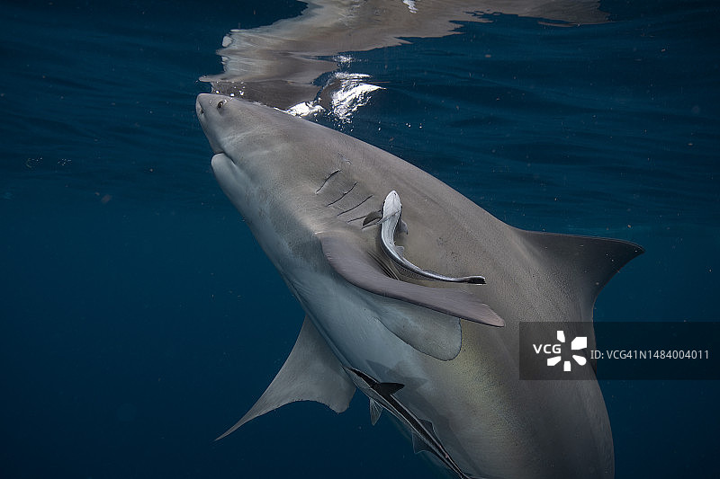 水面上的公牛鲨及其倒影图片素材