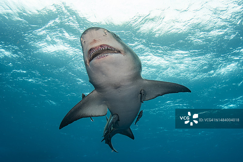 柠檬鲨在海面附近游泳图片素材