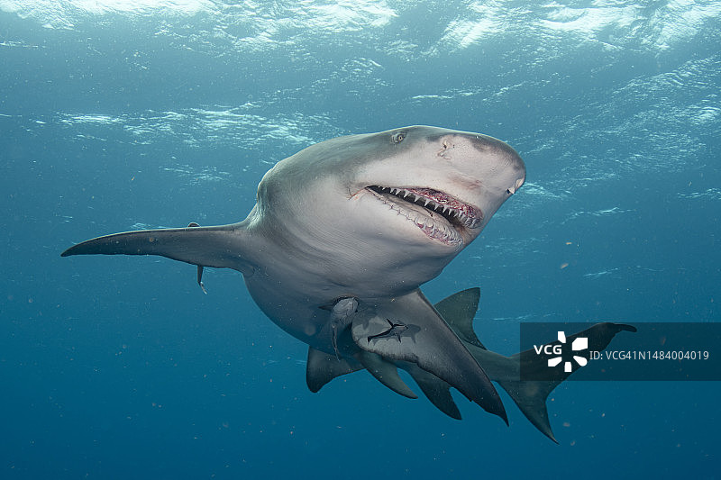 柠檬鲨在海面附近游泳图片素材