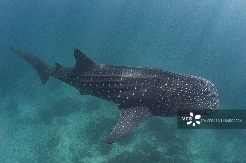 在海底畅游的鲸鲨图片素材