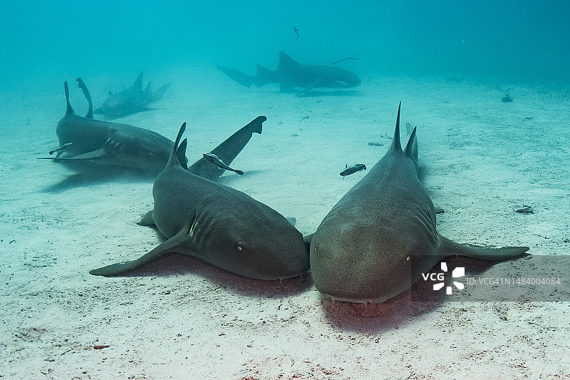 护士鲨躺在沙床上图片素材