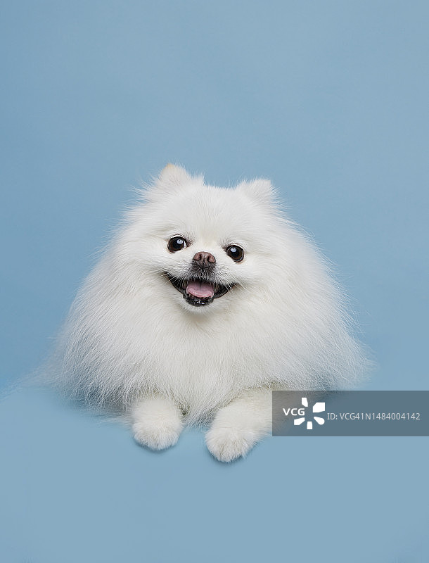 博美犬图片素材